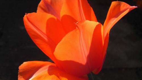 tulipatempleofbeauty